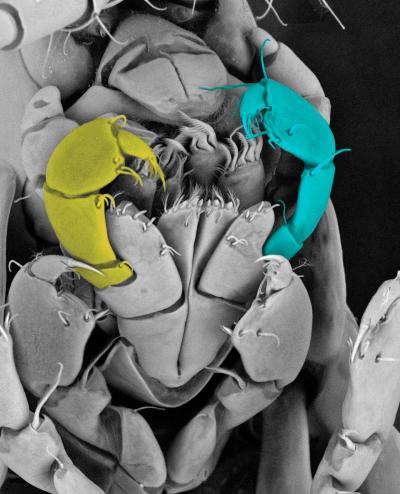 Using CRISPR to Replace Mouthpart with Claw in An Amphipod