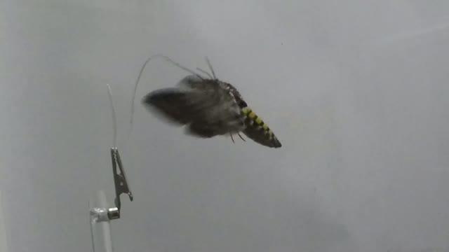 Hawkmoth in a Wind Tunnel