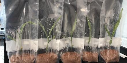 Corn without microbes