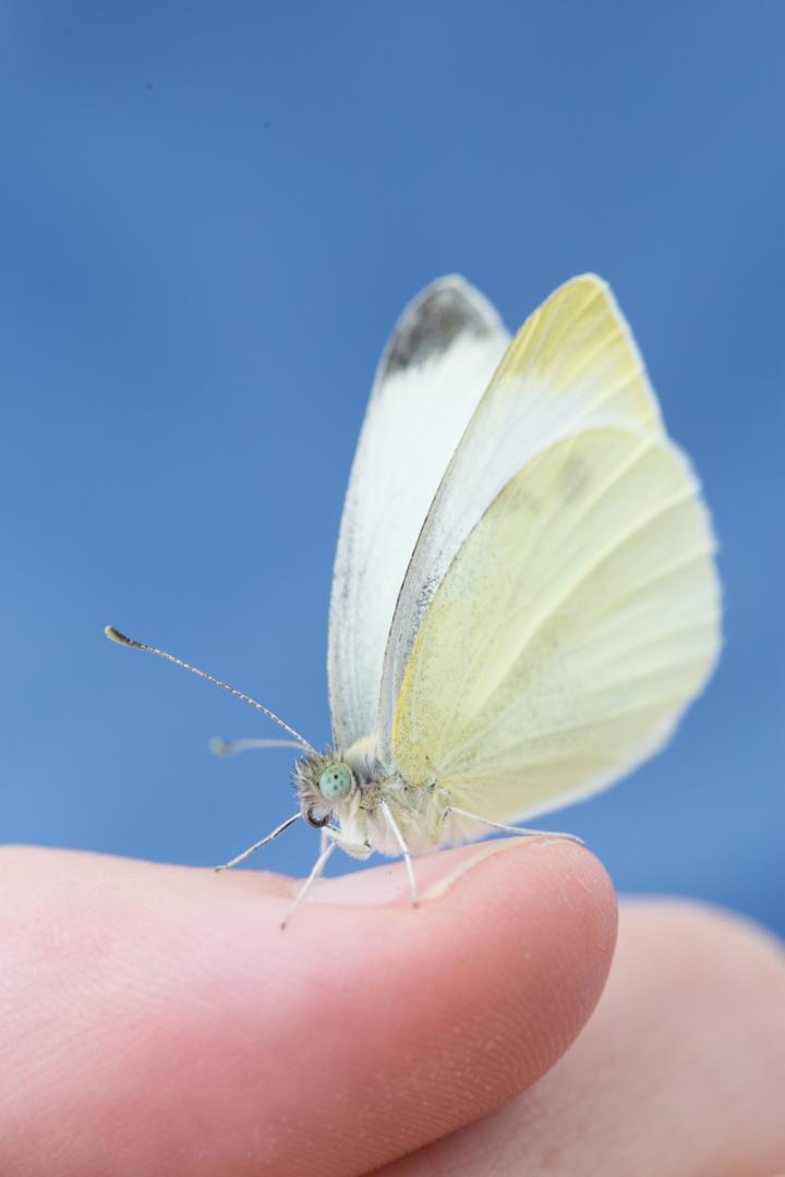Small Cabbage White Butterfly