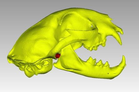 3D Model of Bobcat Skull