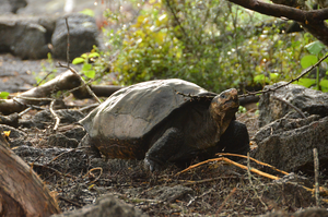 Fernanda, the only known living Fernandina giant tortoise