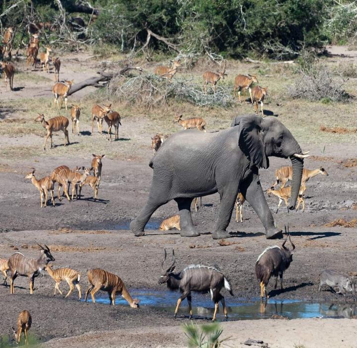 Savanna elephant