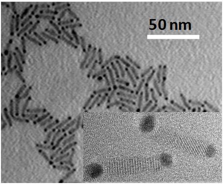 Micrograph of Nanorods with Gold Tips