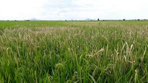 Rice field infected with bacterial blight