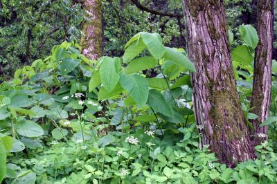 Giant Knotweed