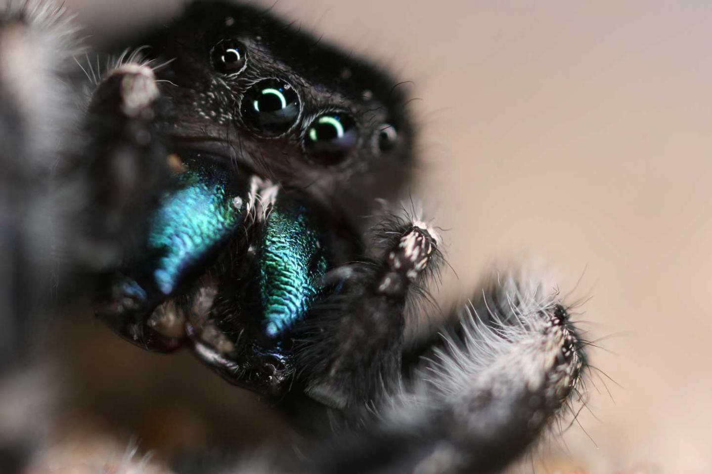 Jumping Spider