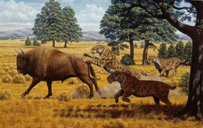 Saber Toothed Cat and Bison