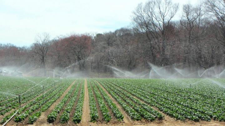 Irrigation on Long Island Farm