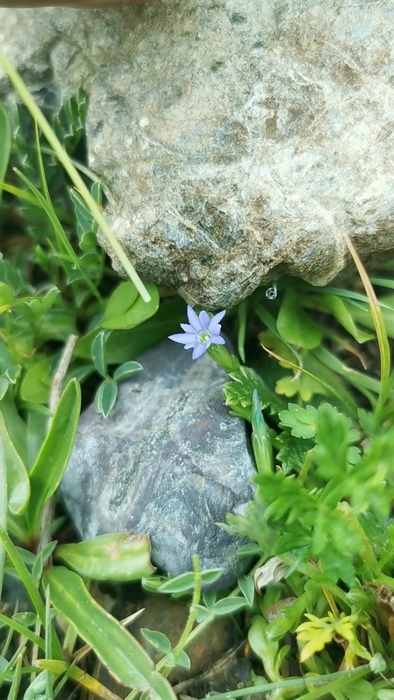 Mechanical stimulation applied to a flower of Gentiana pseudoaquatica (blue morph) and the process of induced floral closure.