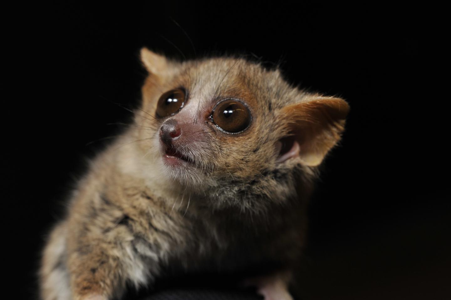 Lemur DNA Paints a Picture of Madagascar's Forested Past