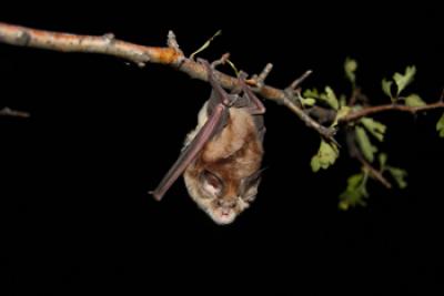 Mehely's Horseshoe Bat