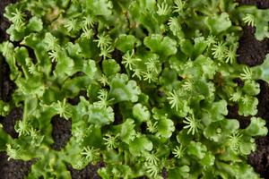 Marchantia polymorpha is a powerful model for genetic studies