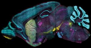 Neuromodulatory cell labeling