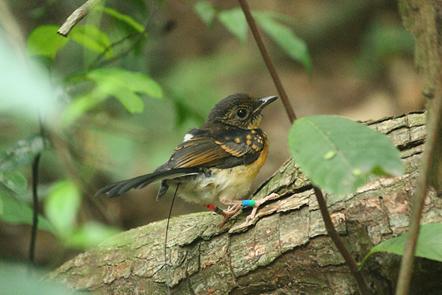 Juvenile White-rumped Shama