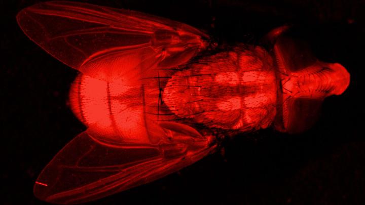 Fluorescent New World Screwworm Fly