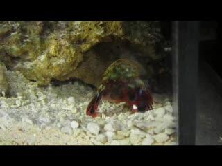 Peacock Mantis Shrimp Hammers Away Without Fail (5 of 7)