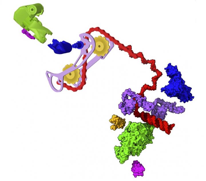 SARS-CoV-2 protein machine