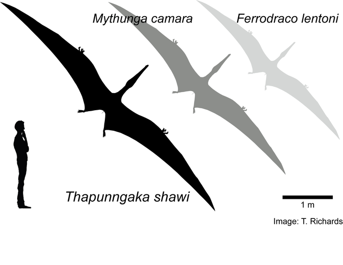 Hypothetical outlines of Australian pterosaurs showing relative wingspan sizes. 1.8 m human for scale.