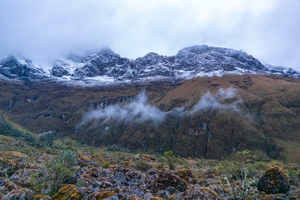 Image of plants growing at altitude in Ecuador