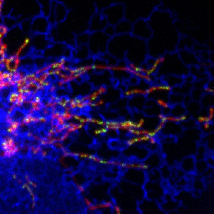 Contacts with Endoplasmic Reticulum Regulate DNA Synthesis, Division of Mitochondria