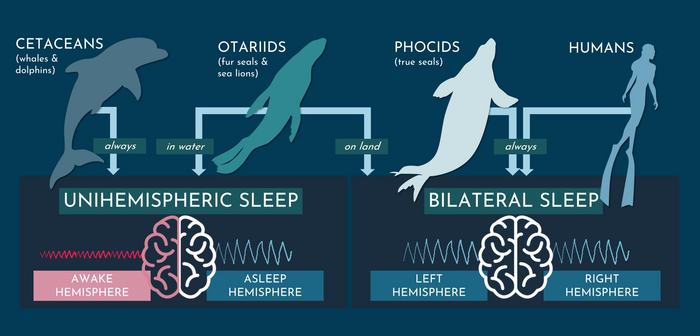 Sleep Diagram