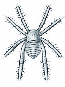 Arachnid reconstruction