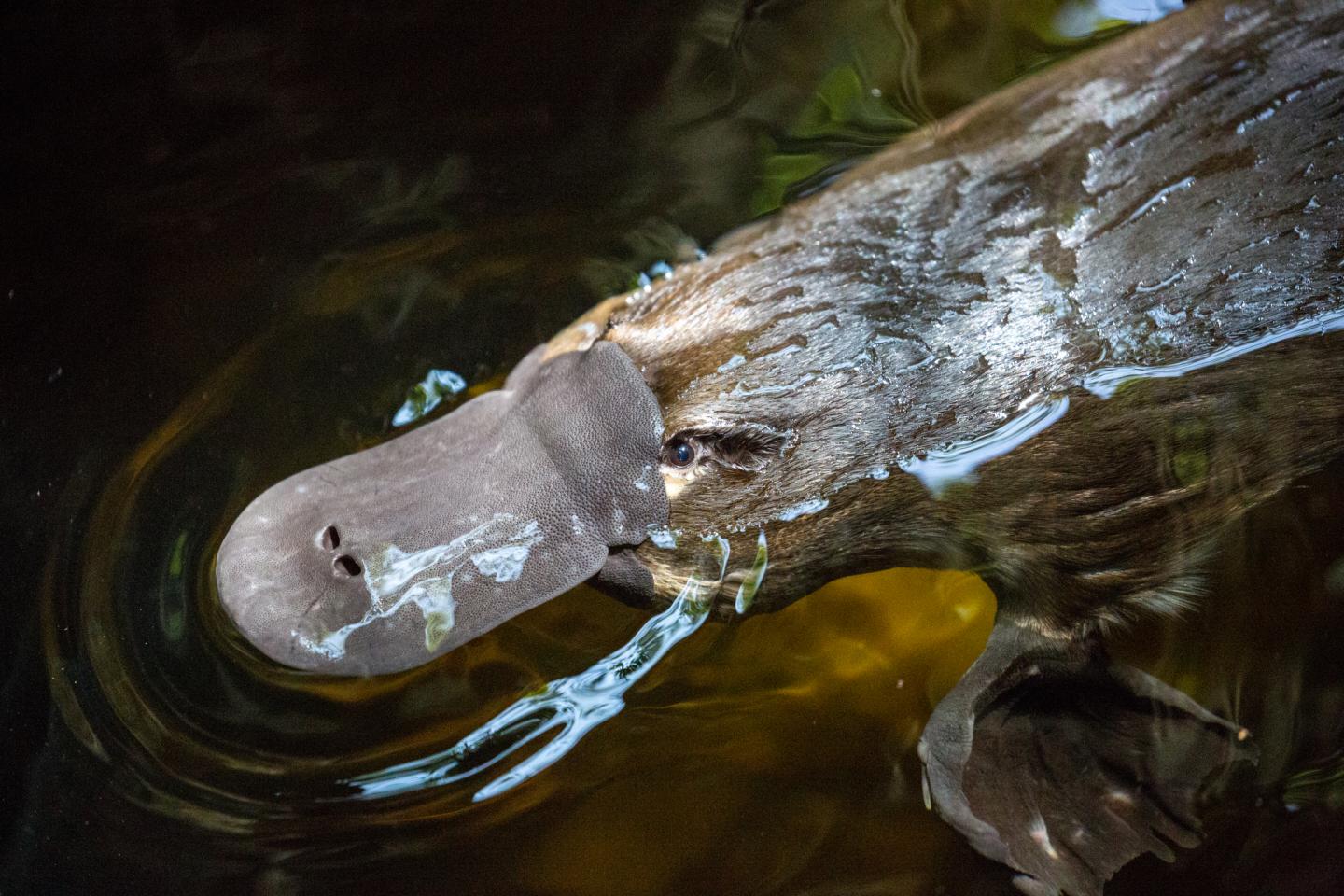 Platypus (Ornithorhynchus anatinus)