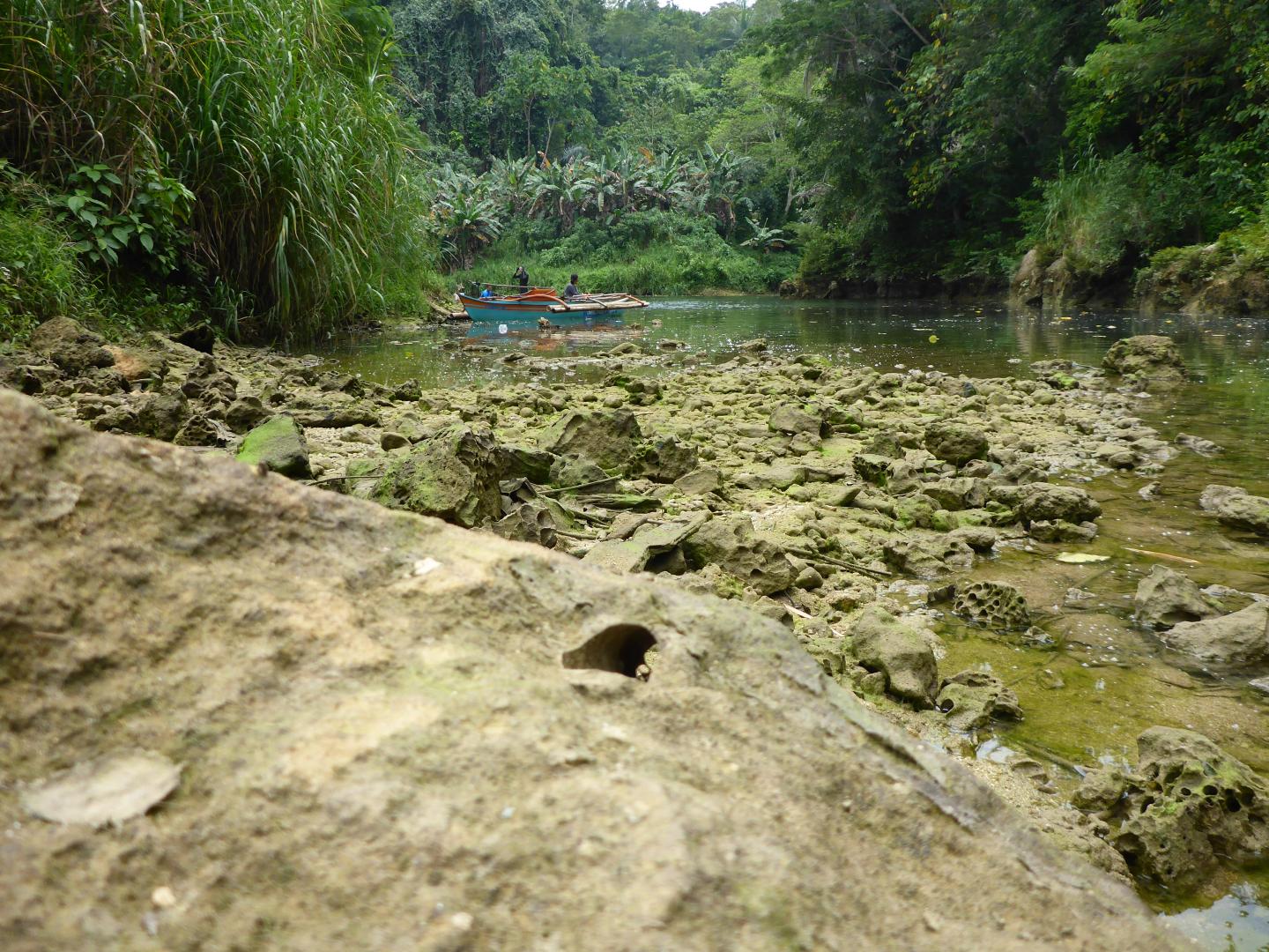 News Species of Shipworm