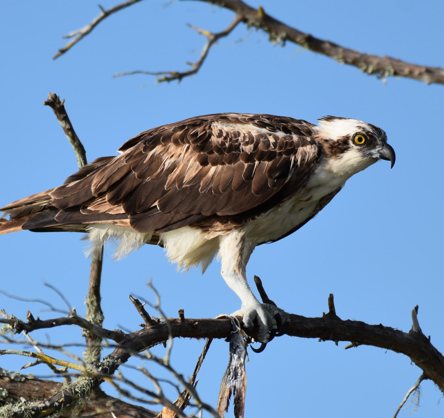 Osprey  Audubon Center for Birds of Prey