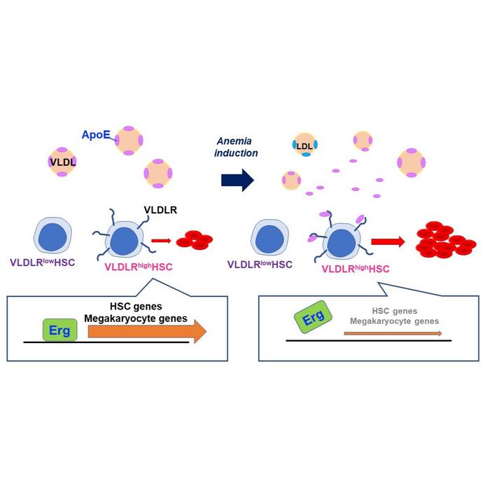 Apolipoprotein E (ApoE) regulates erythroid potential of hematopoietic stem cell through interactions with very low-density lipoproteins (VLDLR)