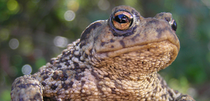 Common toad