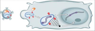 Scientists Find the Invisibility Cloak that Shields HIV-1 from the Immune System