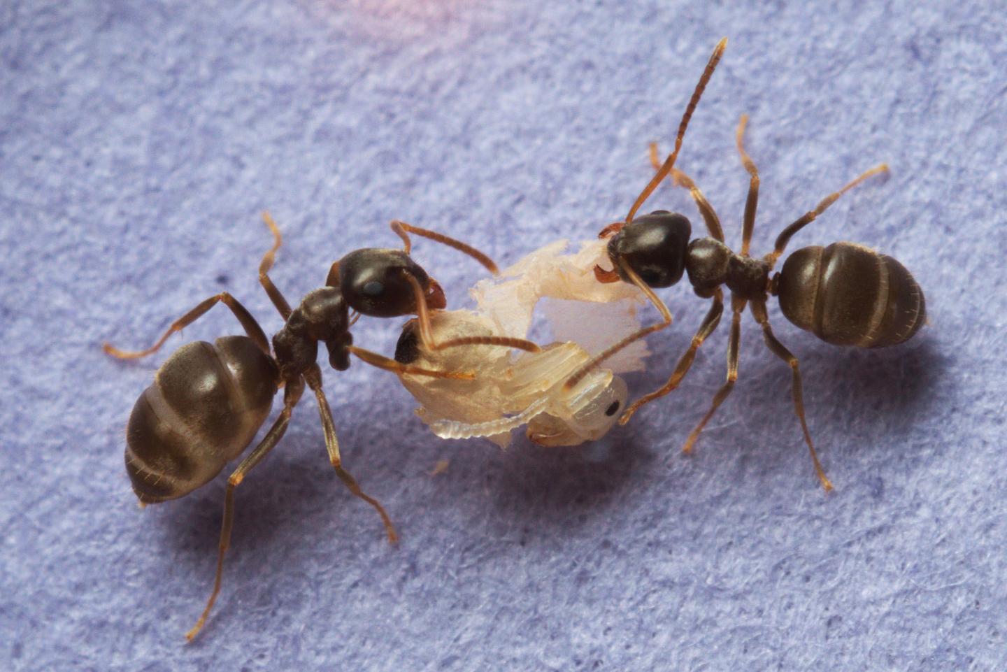 Ants Preventing an Epidemic