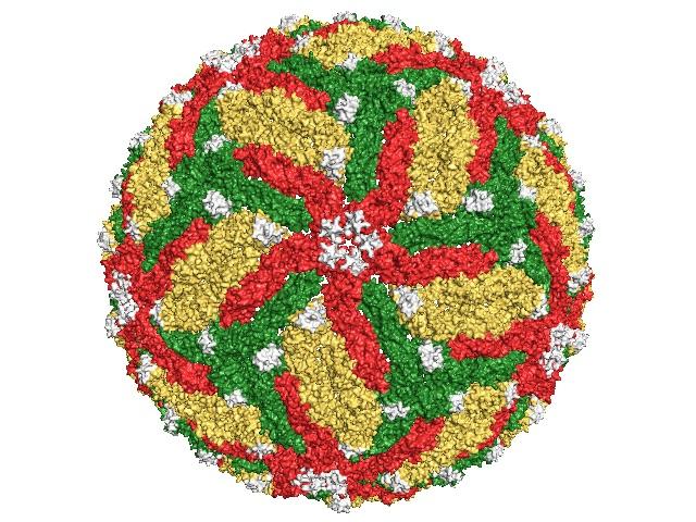Mapping of Zika Virus
