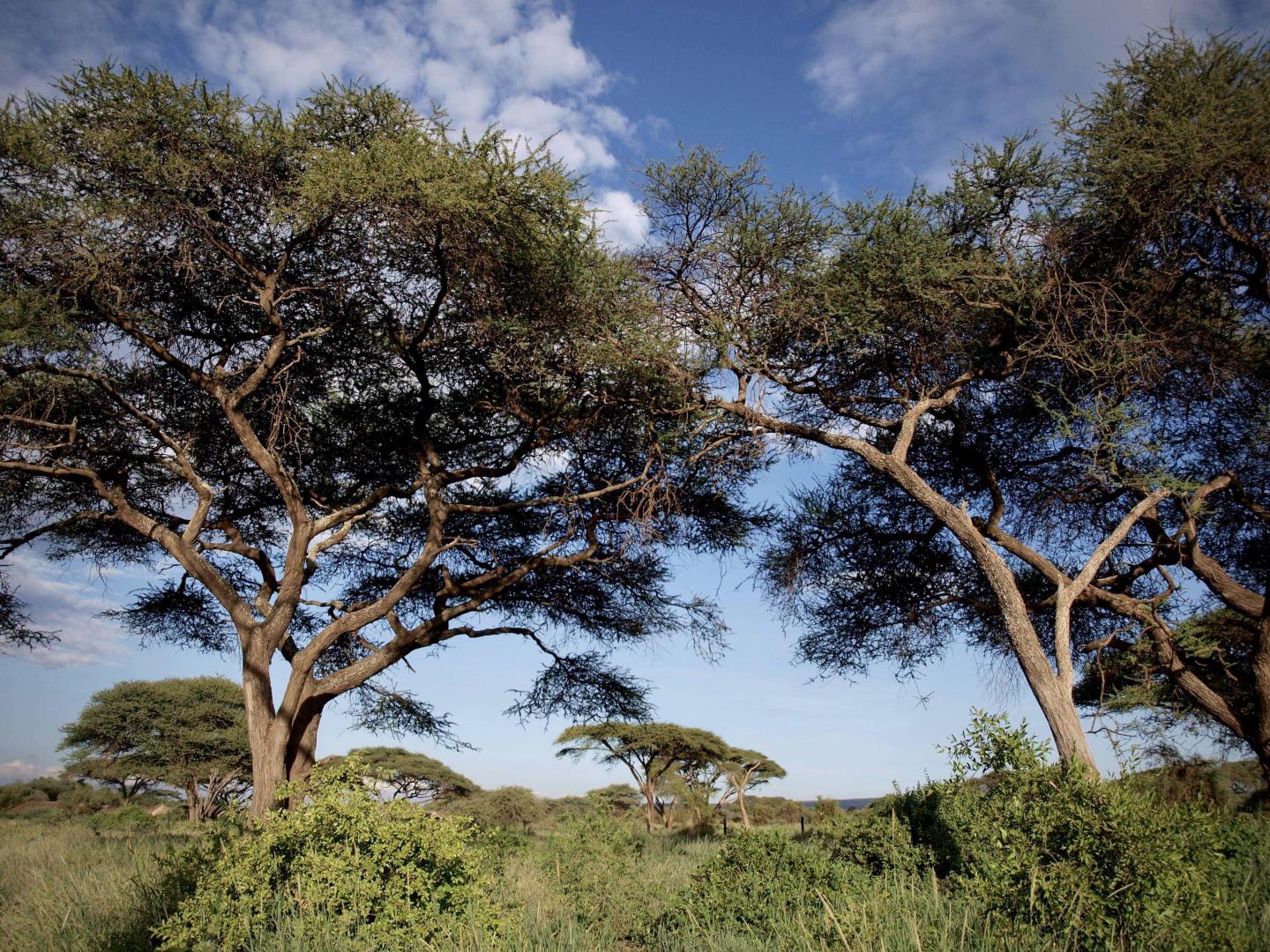 Trees in Savanna