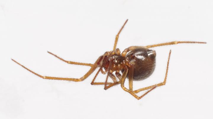 Female Scaffold Web Spider