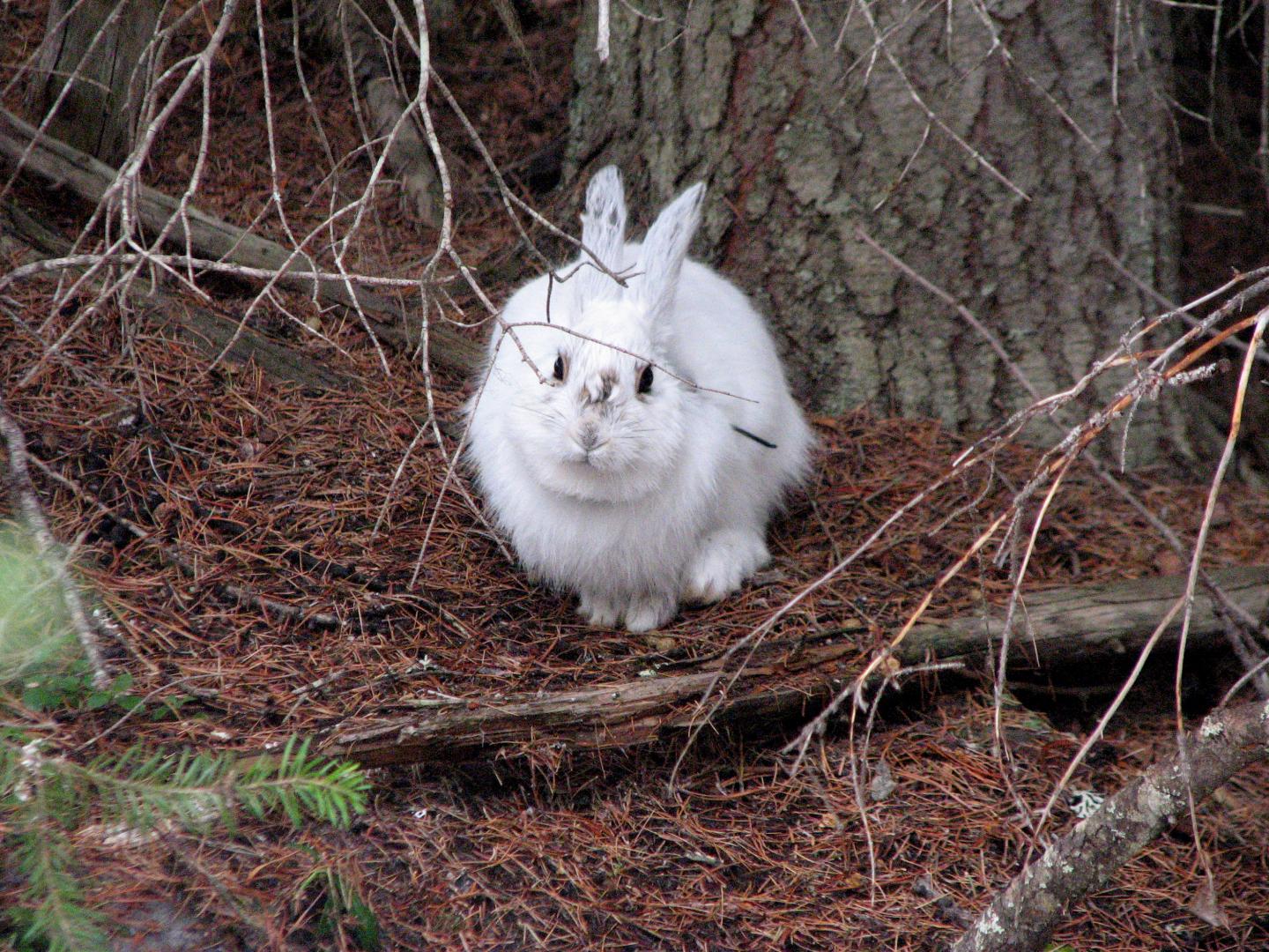 Snowshoe Hare Mismatched