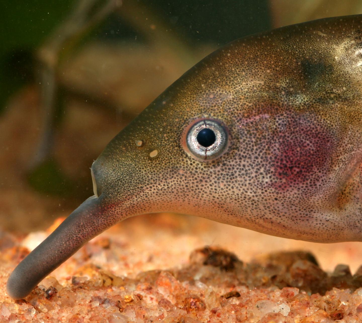 The Elephantnose Fish ( Gna [IMAGE] EurekAlert! Science News Releases