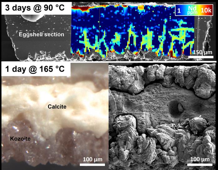 Composite image using high-resolution microscopy and spectroscopy showing the absorption and replacement processes of rare earth elements in the eggshell