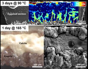 Composite image using high-resolution microscopy and spectroscopy showing the absorption and replacement processes of rare earth elements in the eggshell