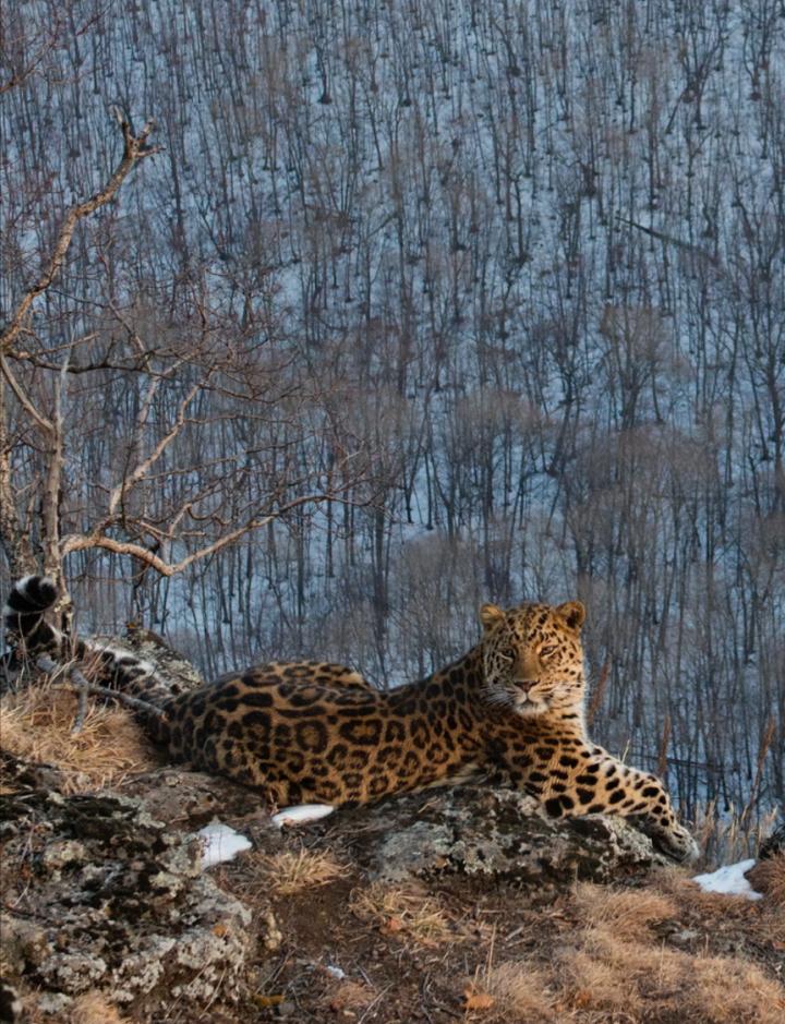 Leopard Photo