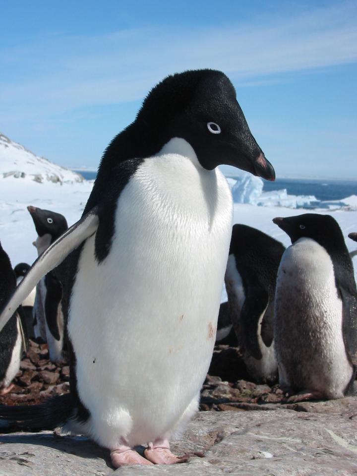 Ad&eacute;lie penguins1