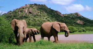 Elephant Watering Hole