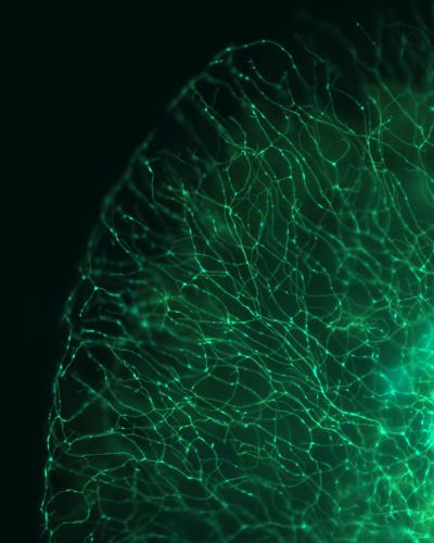 Axons and Mitochondria in Zebrafish Tail