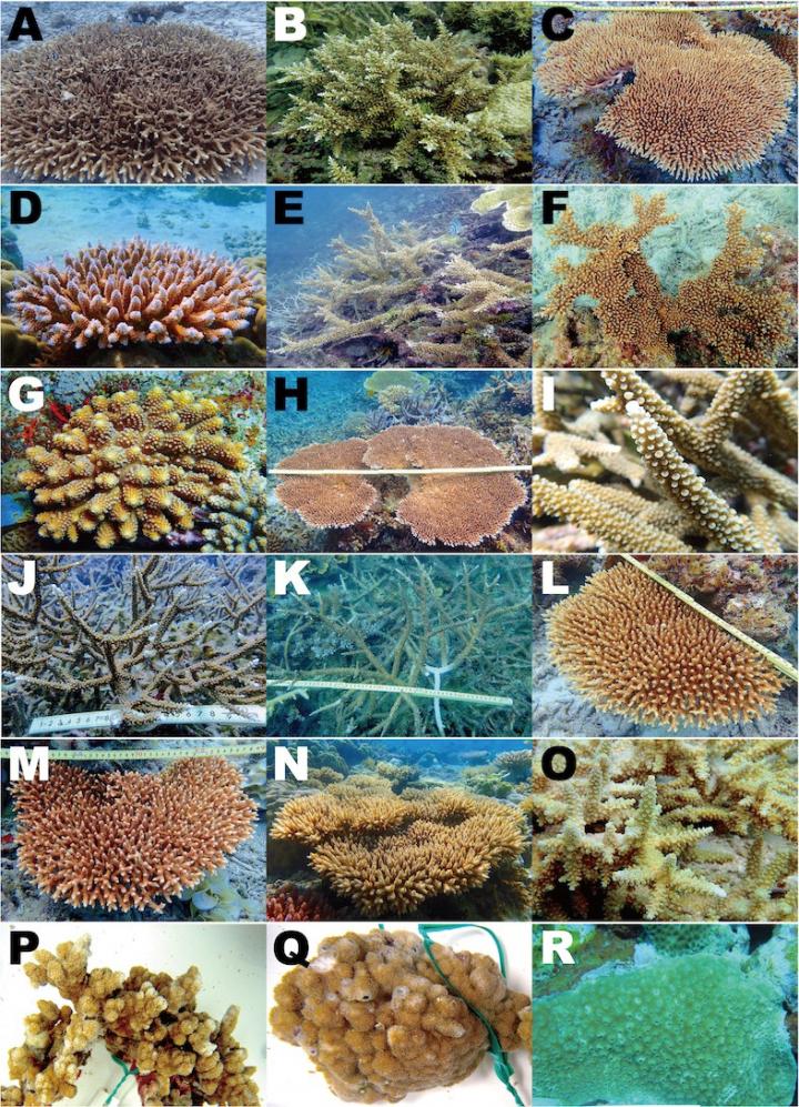 The Corals in This Study