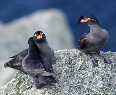 Auklets