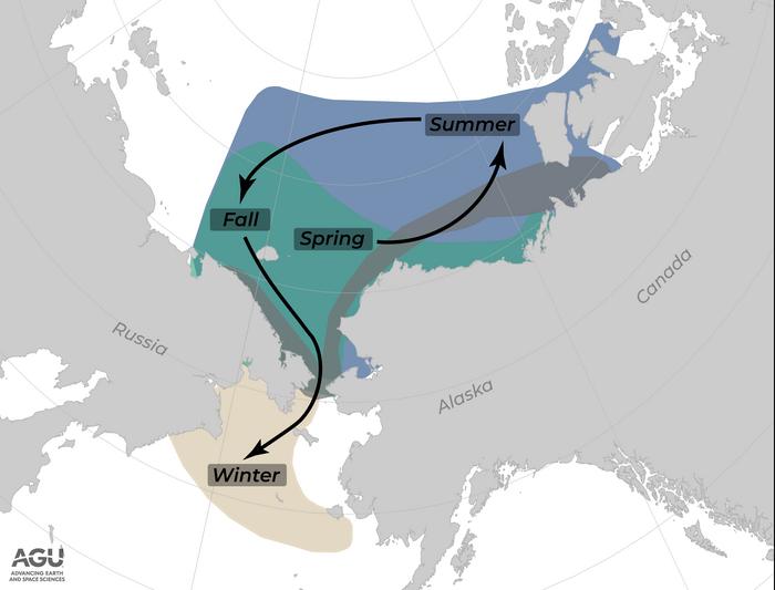 Bowhead whale migration map