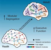 Brain Network Organization