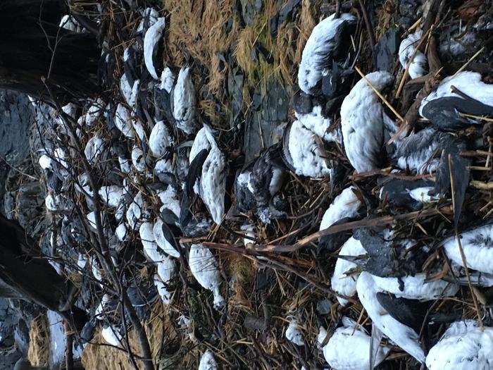 Murre Carcasses Prince William Sound